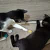 Junge verspielte Katze Baghera