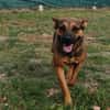 Liebenswerte Bambi sucht Euch