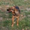 Liebenswerte Bambi sucht Euch