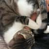 Charly aus dem Tierschutz