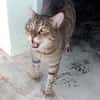Liebevoller Kater Cádiz