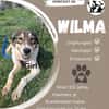 Ich bin Wilma🐾 und ich warte auf dich❤