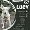 Die liebe Lucy sucht ihr Zuhause