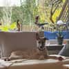 Lilly - sucht ihr für Immer Zuhause