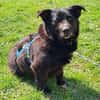 Pumba ❤Senior wartet in 79271 St. Peter