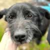 Pumba ❤Senior wartet in 79271 St. Peter