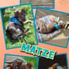 Welpenjunge Matze auf PS in 91286