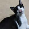 Verspielter Kater Mustache