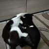 Verspielter Kater Mustache