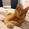 Unser besonderes Katzenseelchen Samson