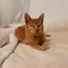 Unser besonderes Katzenseelchen Samson