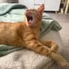 Unser besonderes Katzenseelchen Samson