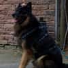 Senior Bruno sucht liebevolles Zuhause