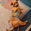 Hawk  kleiner Herzenshund