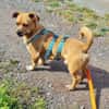 Hawk  kleiner Herzenshund
