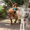 Hawk  kleiner Herzenshund