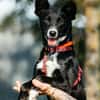 Sanfte Lucy sucht ruhiges Zuhause