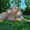 Fritzi, vorsichtiges Kämpferherz, ca. 3