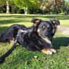 Freundlicher Familienhund Ameo