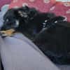 Freundlicher Familienhund Ameo