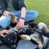 Freundlicher Familienhund Ameo