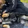 Freundlicher Familienhund Ameo