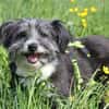 BOARU, kleiner Charmeur sucht