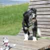 BOARU, kleiner Charmeur sucht