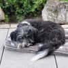 BOARU, kleiner Charmeur sucht
