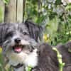 BOARU, kleiner Charmeur sucht