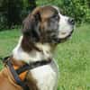 MISSIE