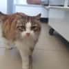 Minou