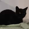 DOUDOU