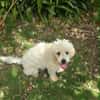 Loulou Boule d'amour