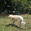 Loulou Boule d'amour