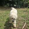 Loulou Boule d'amour