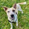 Jaya, Femelle, X Berger, née le 01/02/2025 🐶