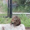 KIWI jeune chatte