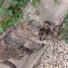 KIWI jeune chatte