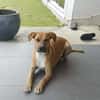 ATCHI,  Mâle junior Berger Créole