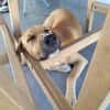 ATCHI,  Mâle junior Berger Créole