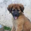 BISSAP, Chiot mâle Berger Créole