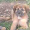 BISSAP, Chiot mâle Berger Créole