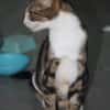BONBONETTE, chatte européenne adulte