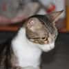BONBONETTE, chatte européenne adulte