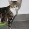 BONBONETTE, chatte européenne adulte