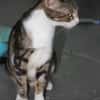 BONBONETTE, chatte européenne adulte