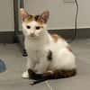 CHAT–KIRA, chaton femelle européen