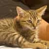 KANNELLE, chaton femelle type européen