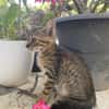 KANNELLE, chaton femelle type européen